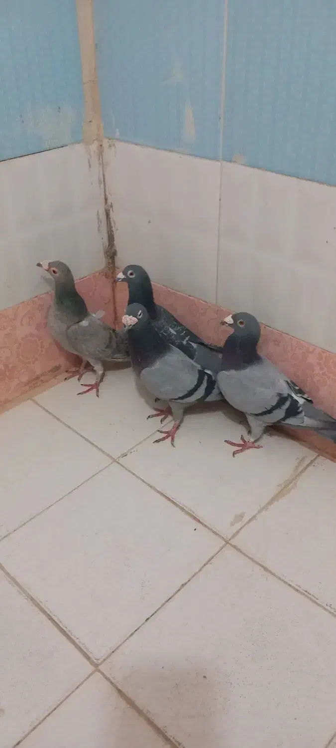 سبز سار|پرنده|شیروان (خراسان), |دیوار