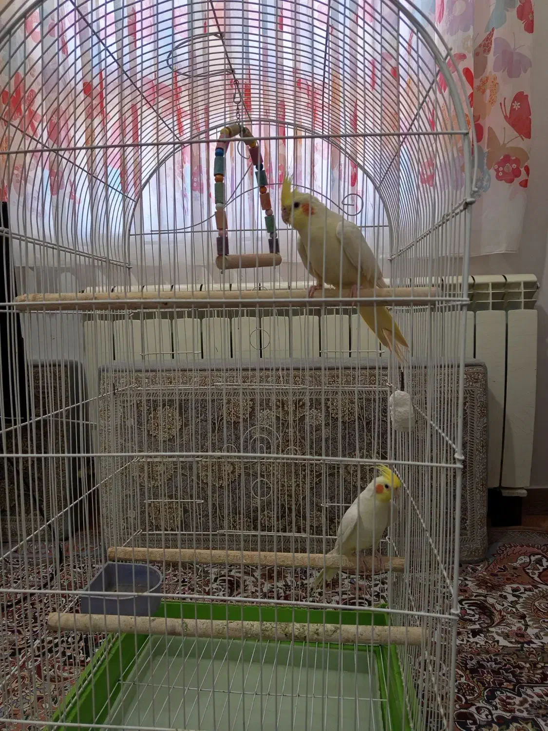 یه جفت عروس هلندی با قفس|پرنده|قزوین, |دیوار