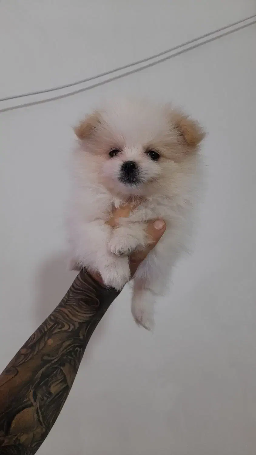 پامر خرسی|سگ|فردیس, فردیس|دیوار