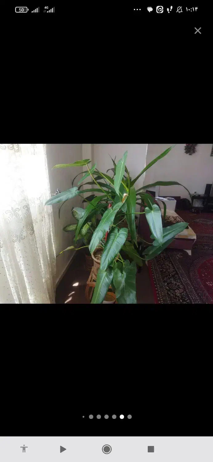 گل طبیعی|گل و گیاه طبیعی|بروجرد, |دیوار