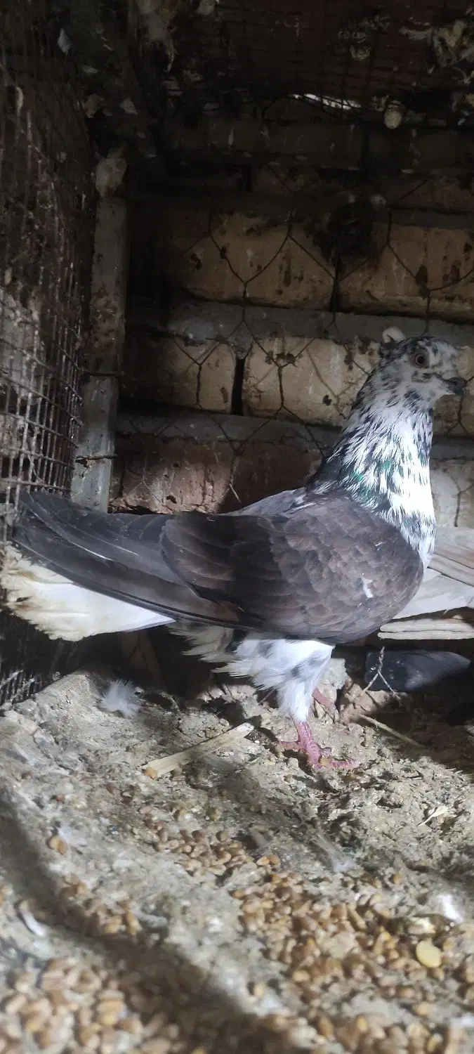 پارساباد|پرنده|پارس‌آباد, |دیوار