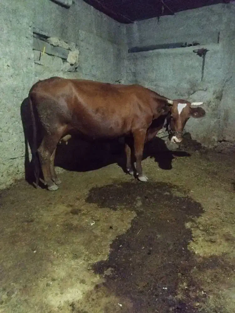 گاو|حیوانات مزرعه|ایوان, |دیوار