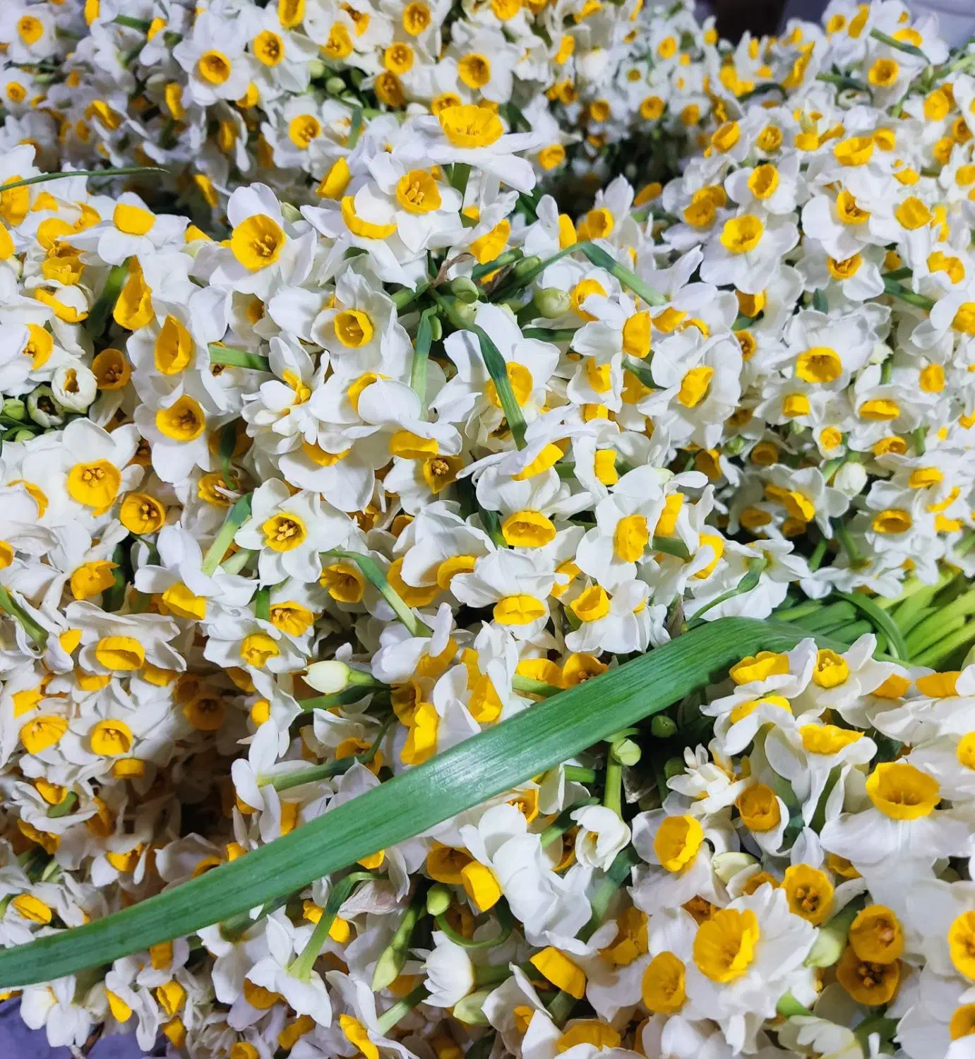 گل نرگس|گل و گیاه طبیعی|آغاجاری, |دیوار