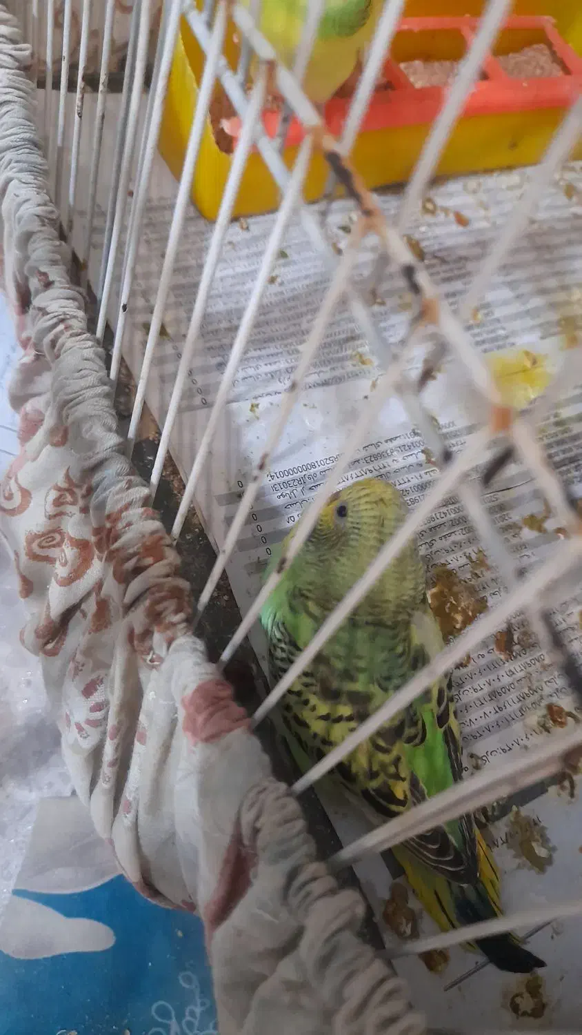 مرغ عشق|پرنده|مشهد, امیریه|دیوار