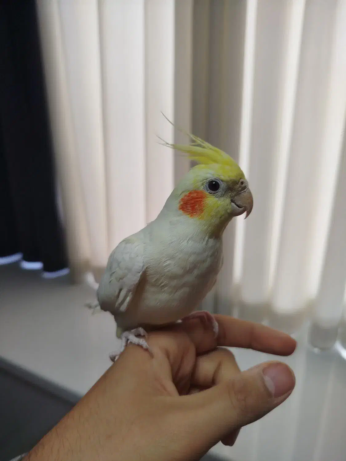 عروس هلندی نر سخنگو دستی همراه قفس|پرنده|تهران, مقدم|دیوار