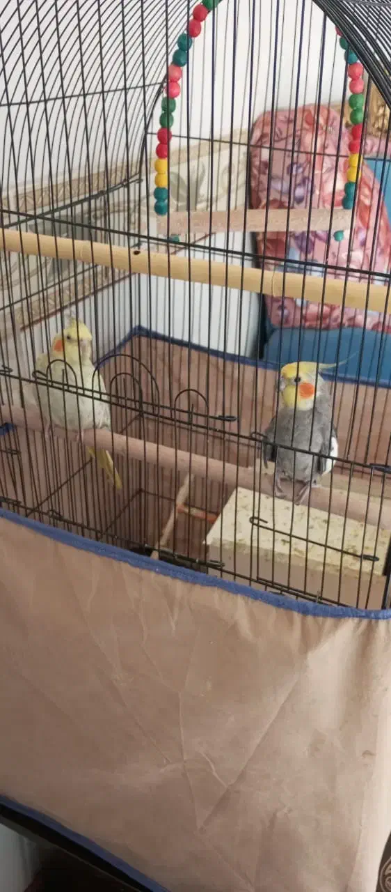 عروس هلندی|پرنده|یزدان شهر, |دیوار