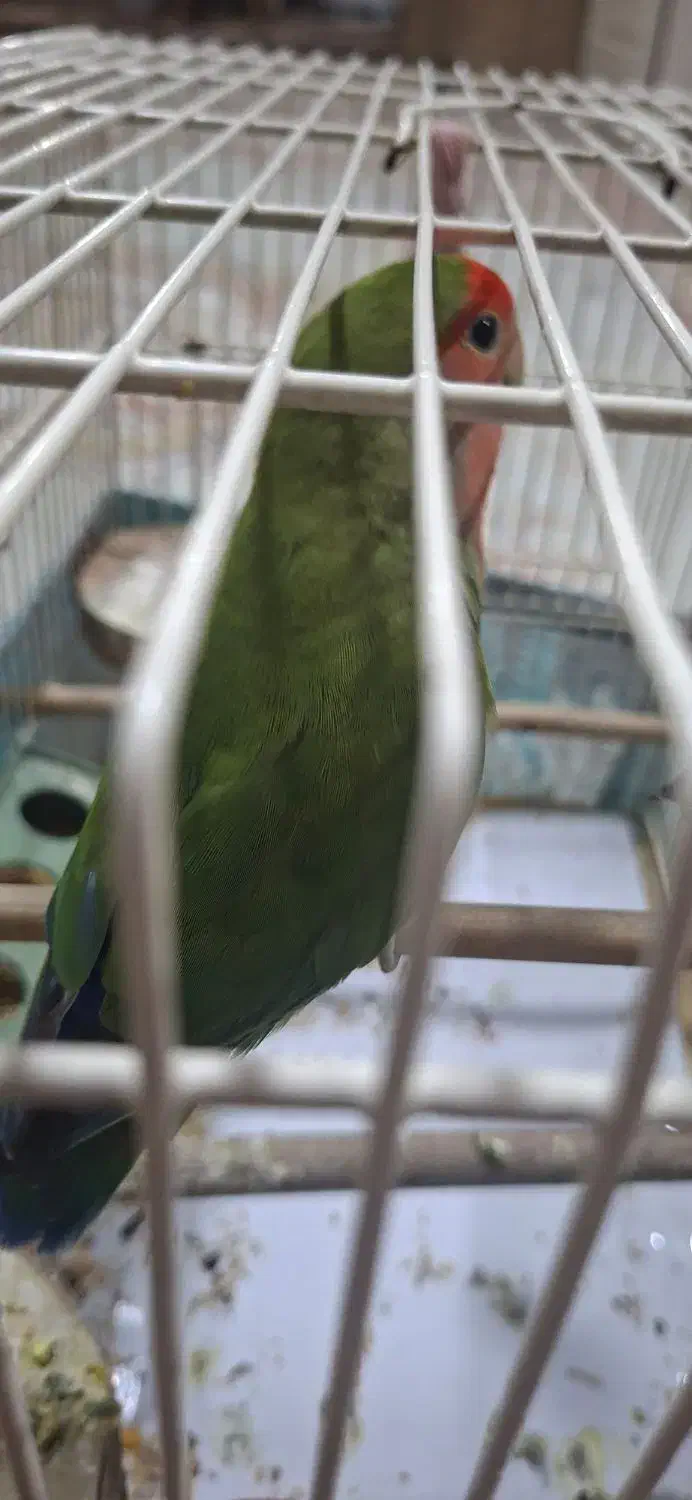 کوتوله برزیلی صورت هلویی|پرنده|فردوسیه, |دیوار