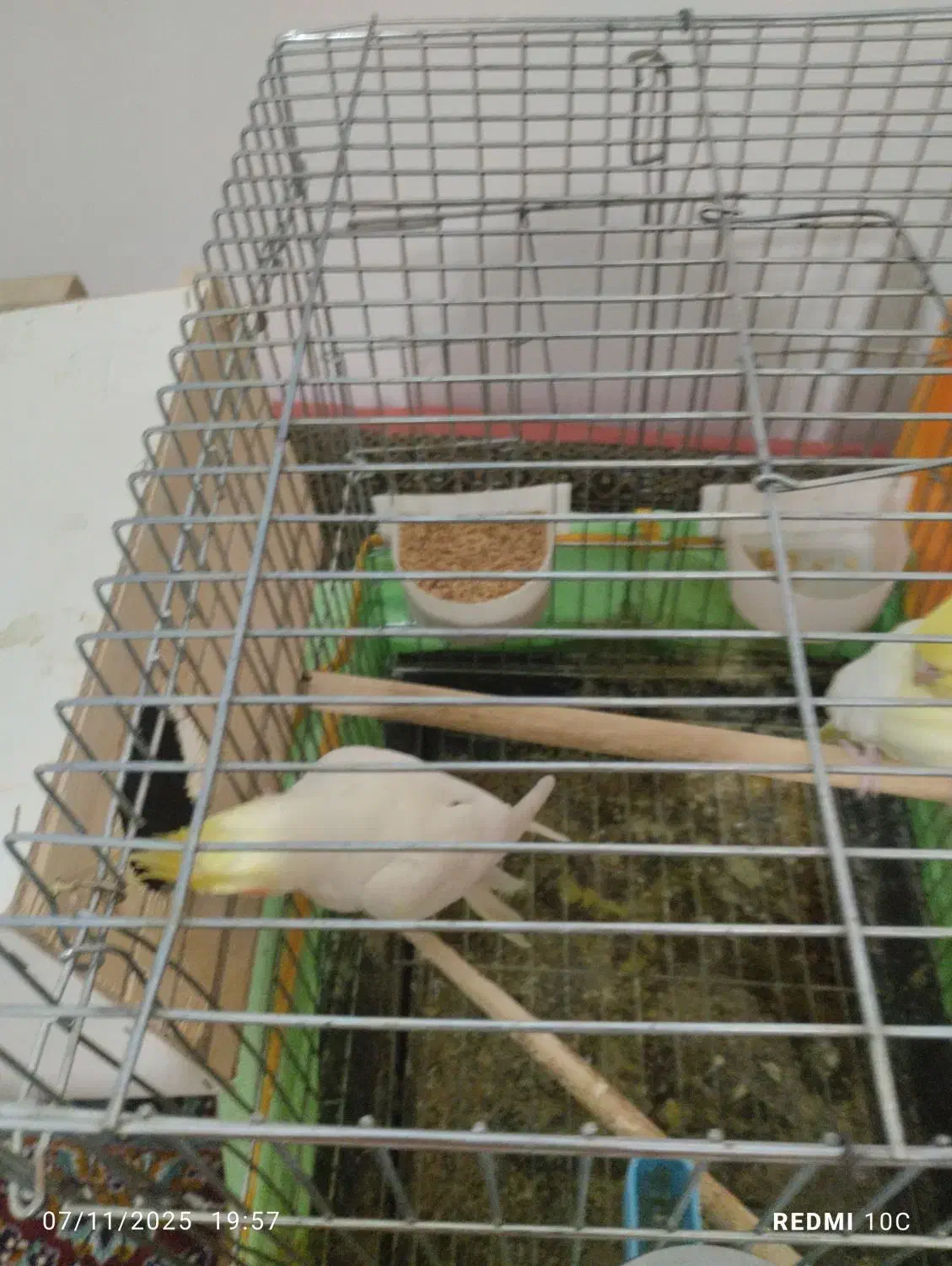 عروس هلندی اماده|پرنده|صائین قلعه, |دیوار