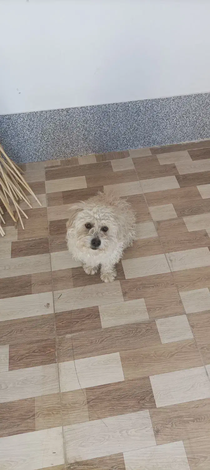 سگ خوب حرف گوش کن|سگ|کربال, |دیوار