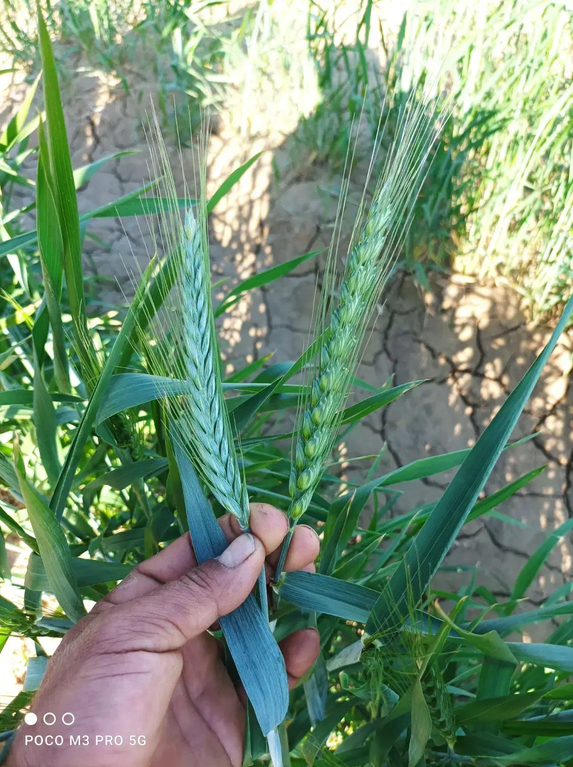 گندم ال 90 بوجاری وبذر مال|خدمات باغبانی و درختکاری|هندیجان, |دیوار