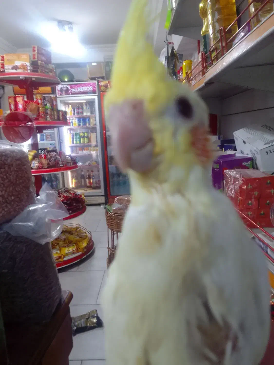 طوطی عروس سوپر رام لوتینو چشم شرابی|پرنده|بابل, |دیوار