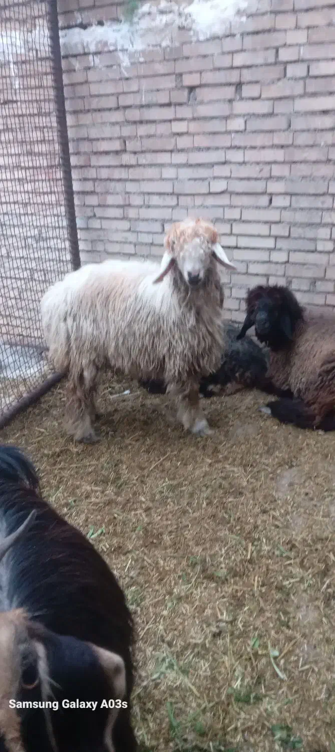 بره|حیوانات مزرعه|گتوند, |دیوار