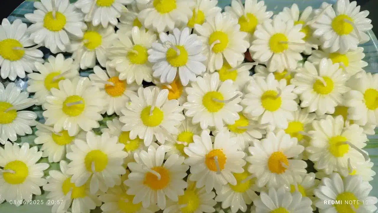 شمع گل بابونه  گیفت بابونه|صنایع دستی و سایر لوازم تزئینی|شیراز, شهرک بهار|دیوار