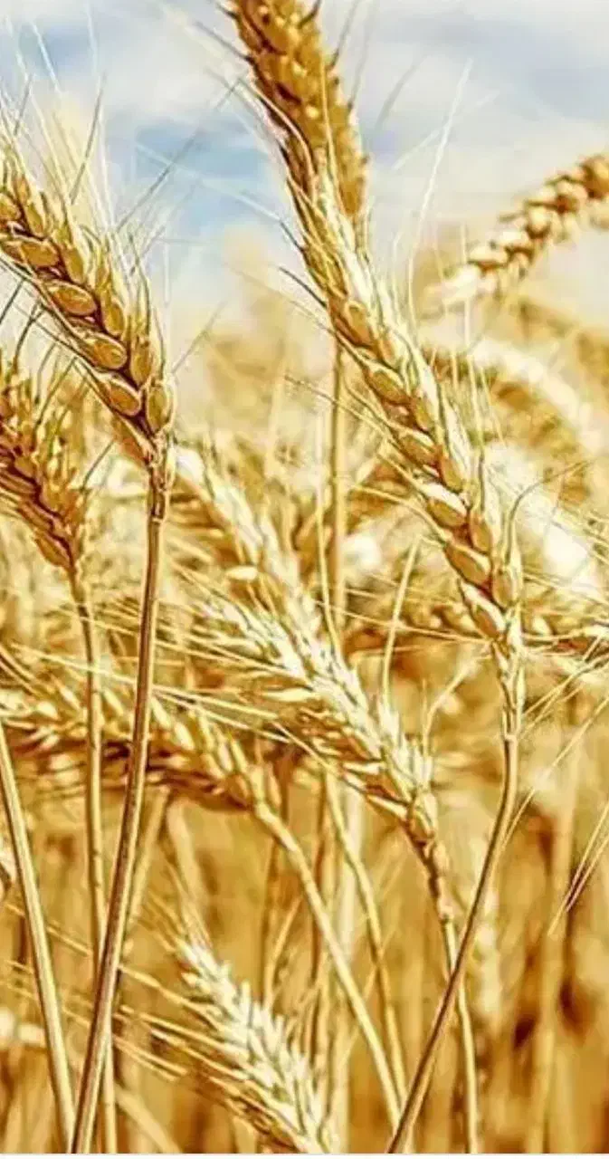 گندم|لوازم جانبی حیوانات|قره ضیاالدین, |دیوار