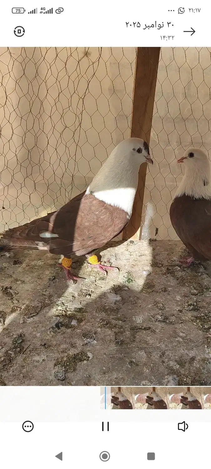 کله سفید نروماده|پرنده|لنجان, |دیوار