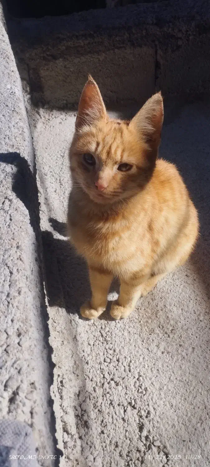 بچه گربه نر|گربه|قوچان, |دیوار