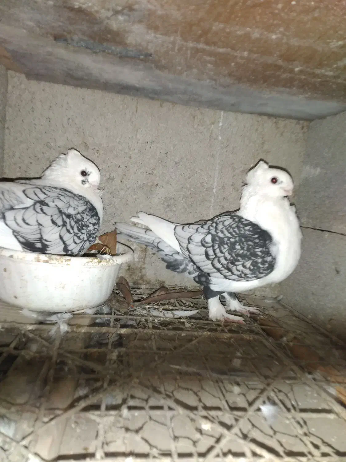 کبوتر بلژیکی سیلور فروشی|پرنده|بابل, |دیوار