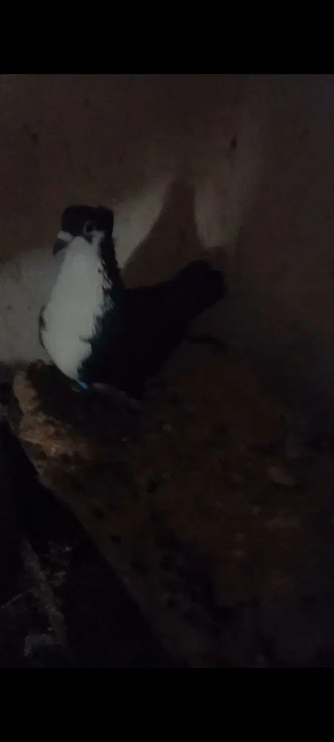 کبوتر|پرنده|تربت جام, معدآباد|دیوار