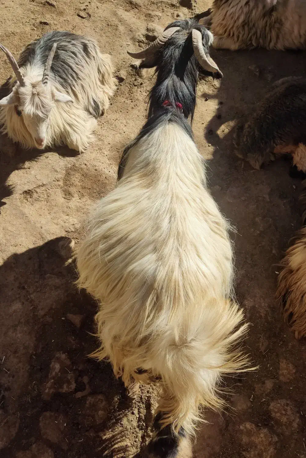 تیشتر ترکی آبستن|حیوانات مزرعه|کوهرنگ, |دیوار