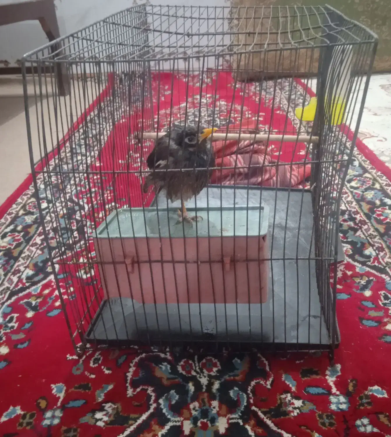 پرنده مینا|پرنده|باوی, |دیوار