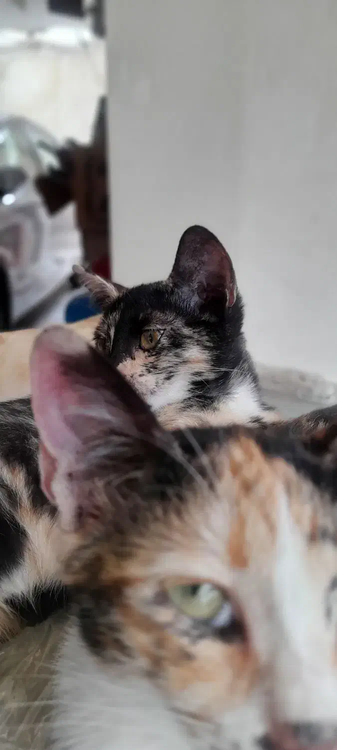 واگذاری بچه گربه رایگان|گربه|رشت, بازار|دیوار