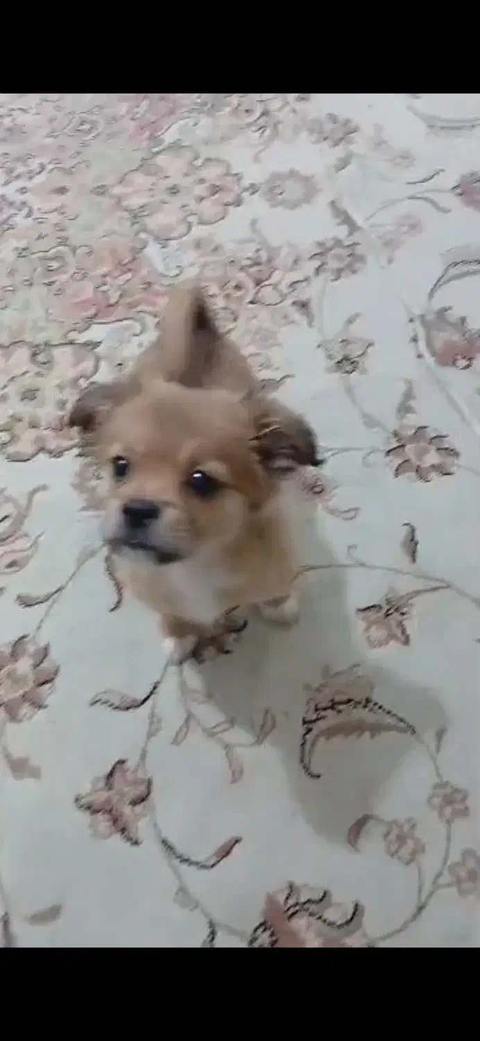 سگ پاپی|سگ|خمینی‌شهر, |دیوار