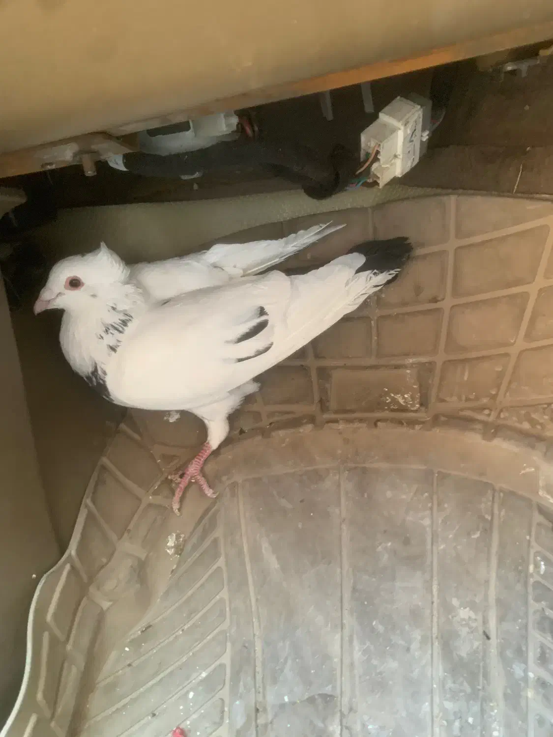 کبوتر|حیوانات|یاسوج, |دیوار