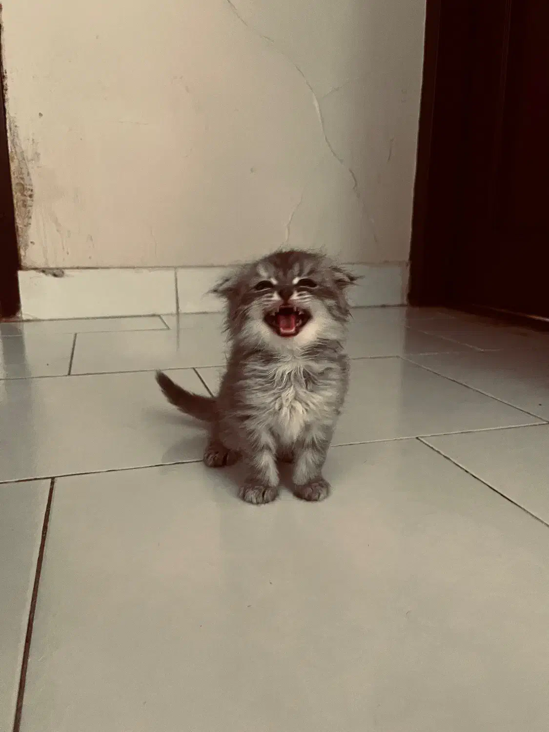 گربه|گربه|مشهد, هنرستان|دیوار