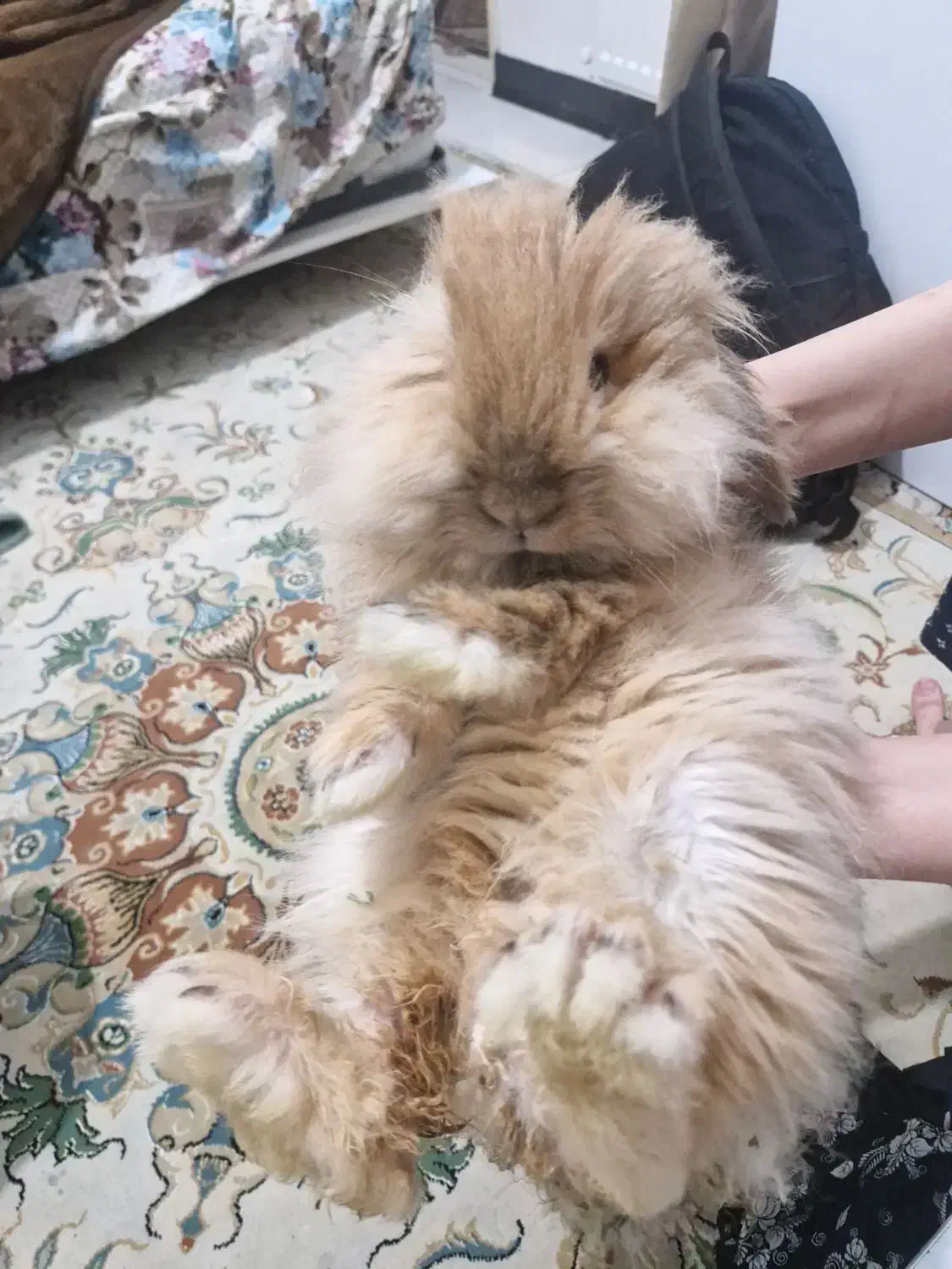 خرگوش لوپ۶ماهه|موش و خرگوش|تهران, جیحون|دیوار