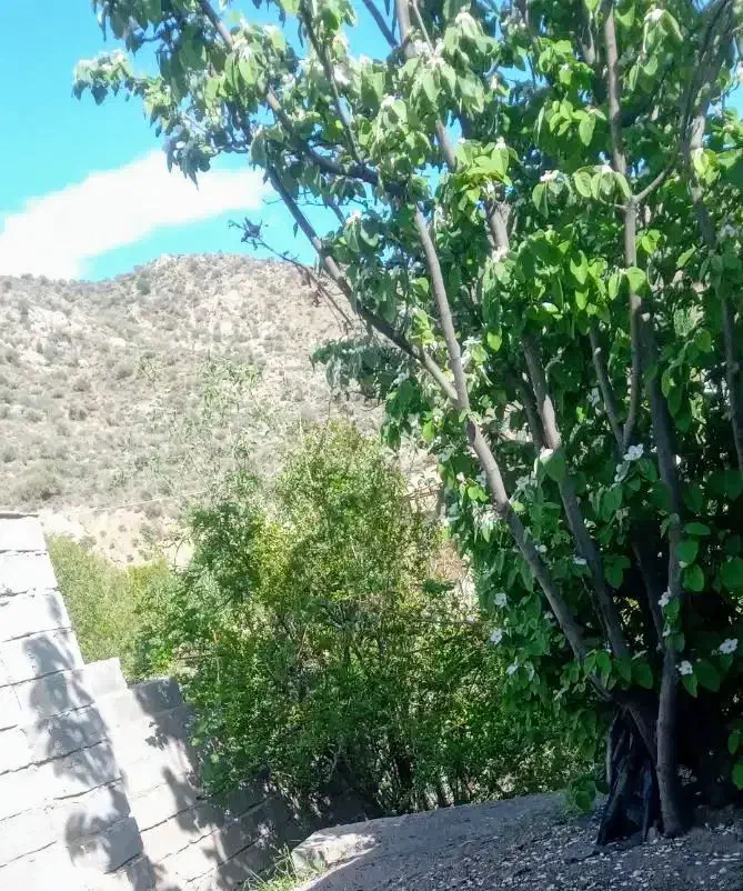 خونه باغ|فروش خانه و ویلا|جیرفت, |دیوار