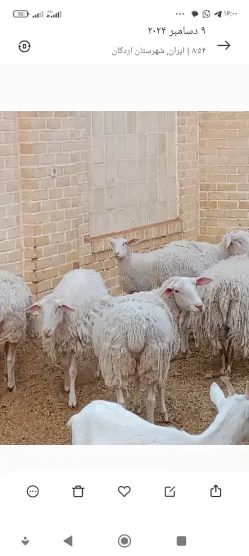 فروش بز سانن ومیش اسفریزین ومیش رومانف اسب وسگ|حیوانات مزرعه|اردکان, |دیوار