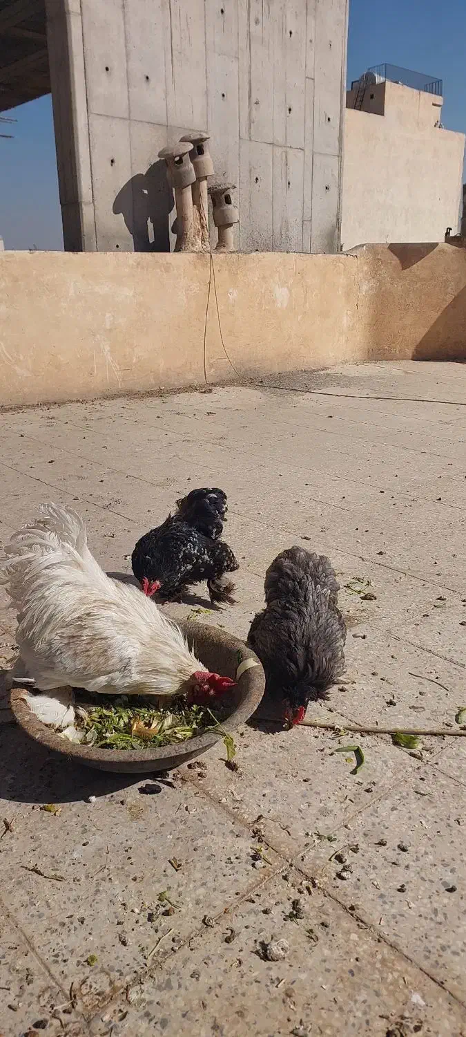 مرغ وخروس کوشین|حیوانات مزرعه|اصفهان, خلیل آباد|دیوار