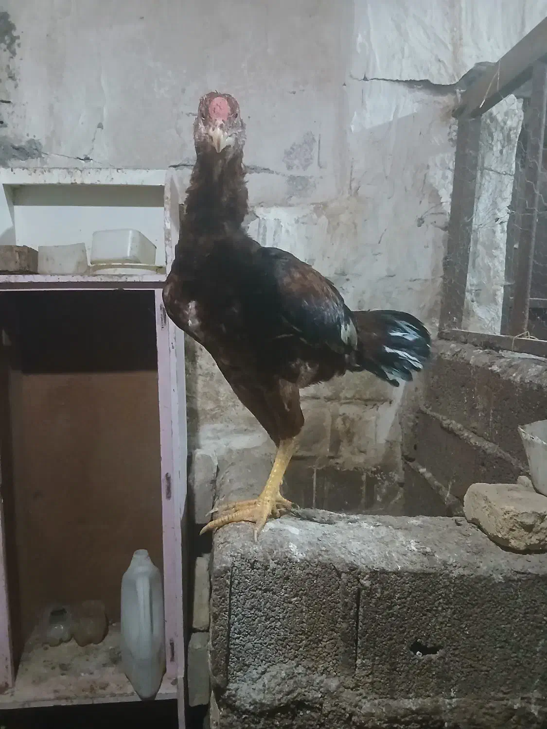 ۲عدد خروس لاری اصیل بفروش میرسد|حیوانات مزرعه|هیر, |دیوار