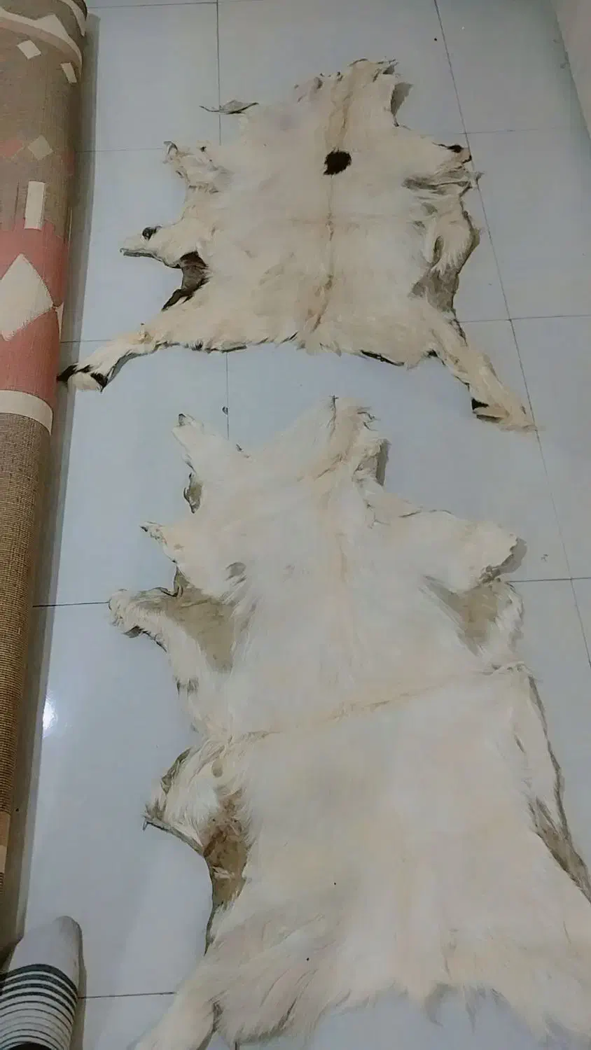 پوست گوساله تودلی زیر انداز|پادری|تهران, استاد معین|دیوار