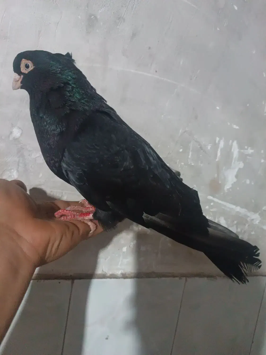 صرب نر|پرنده|مسجد سلیمان, |دیوار