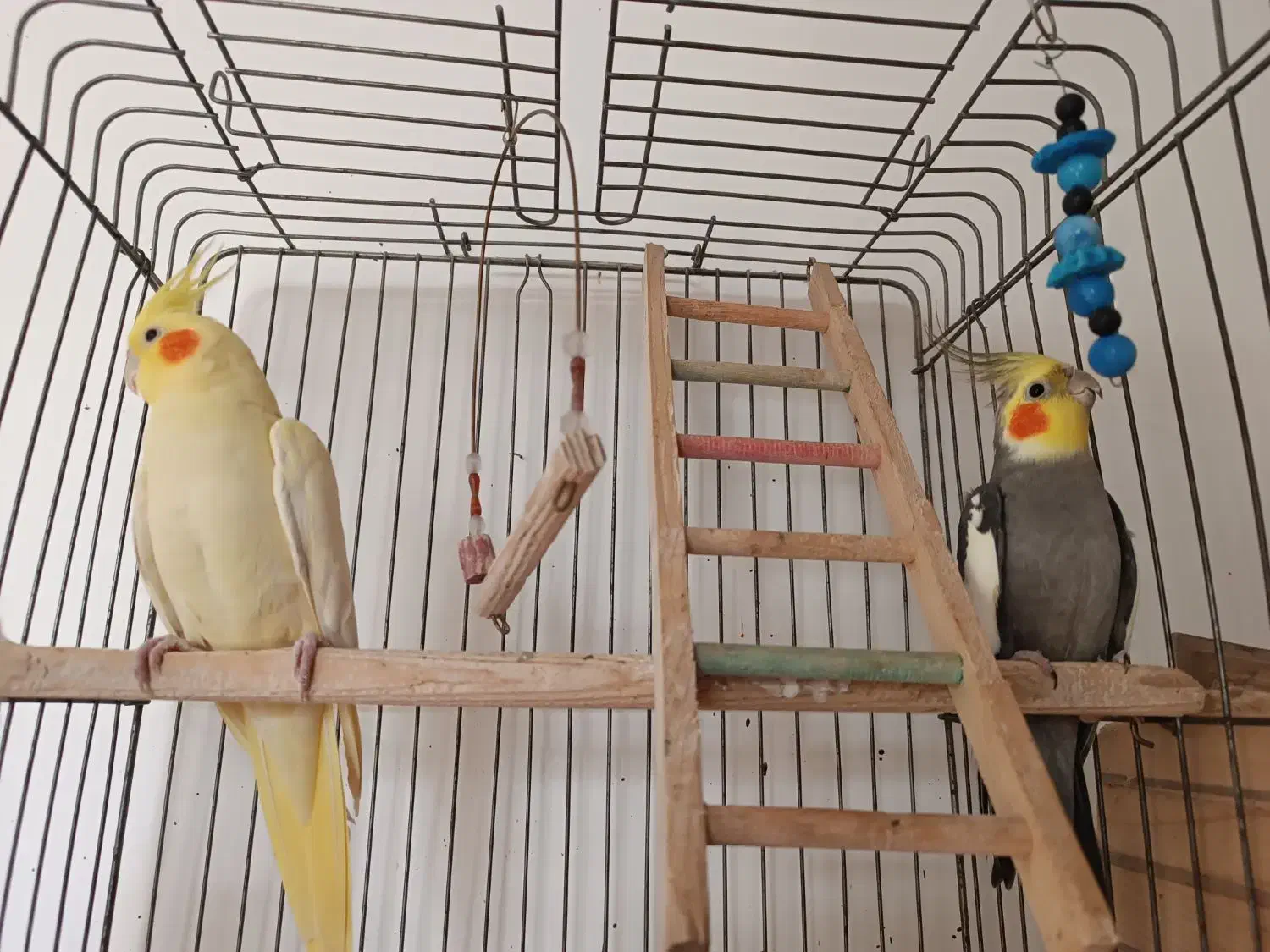 عروس هلندی|پرنده|لنگرود, |دیوار