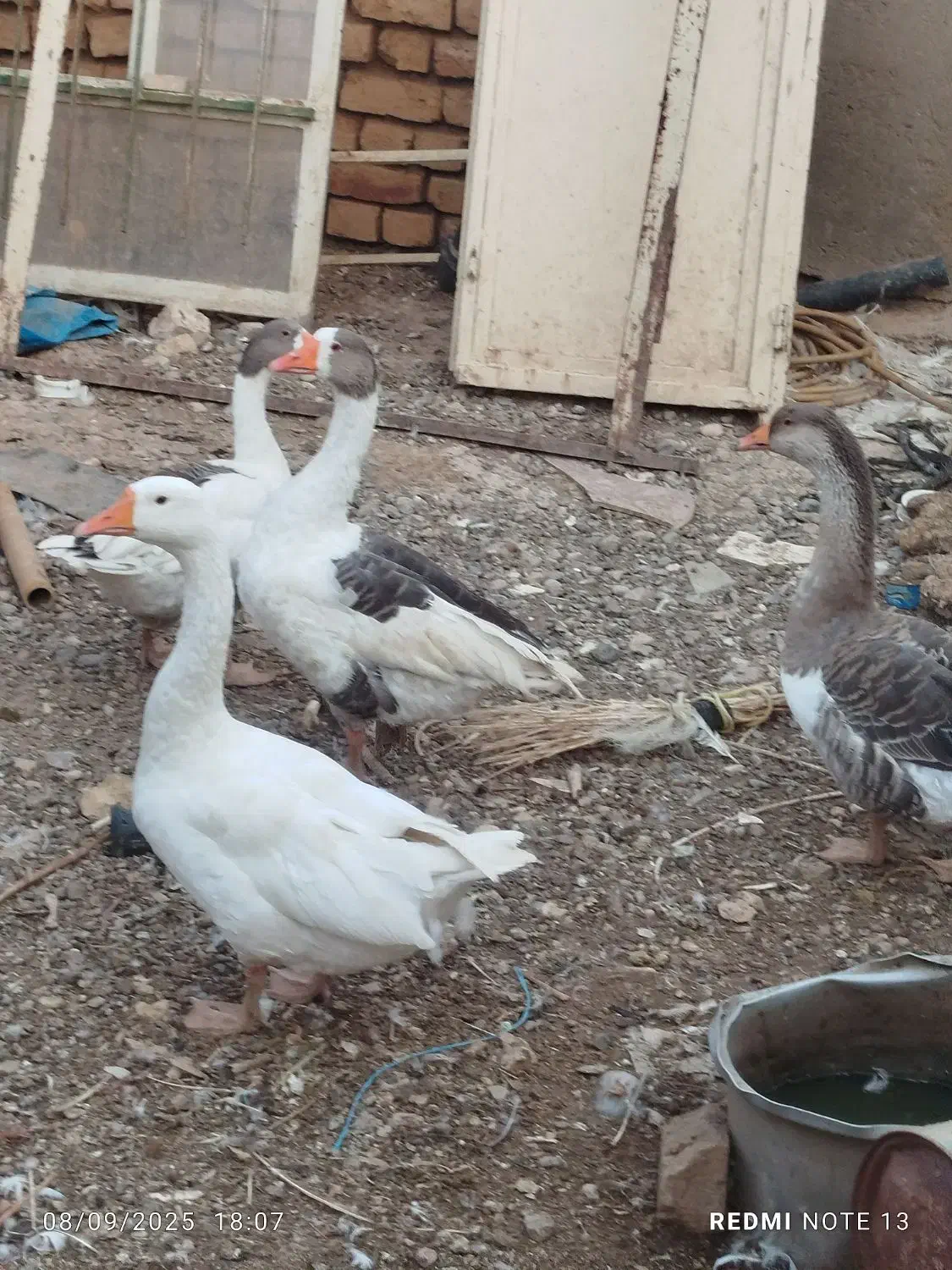 تعداد ۱۴ عدد غو غاز ودورور۲۰ تا مرغ وخروس محلی|حیوانات مزرعه|تاکستان, |دیوار