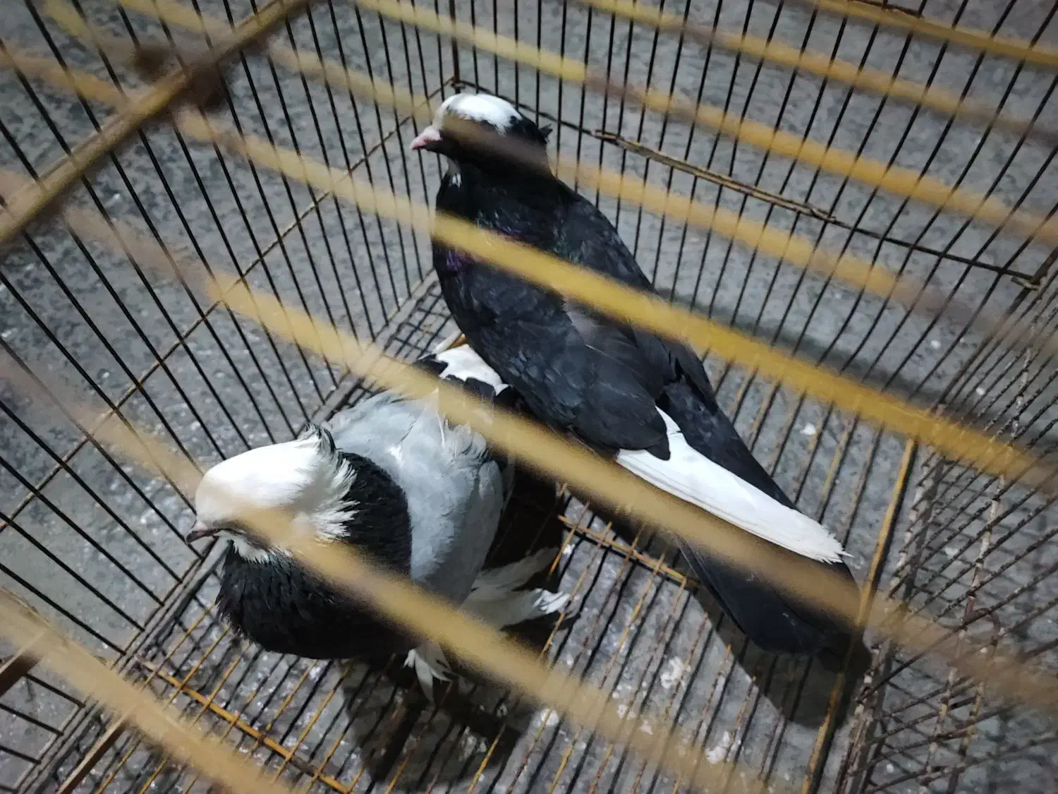 کبوتر شازده|پرنده|بندرعباس, |دیوار