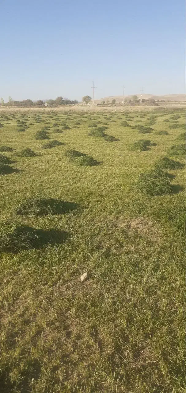 فروش یونجه حدودا 5 تن|عمده‌فروشی|کلیائی, |دیوار