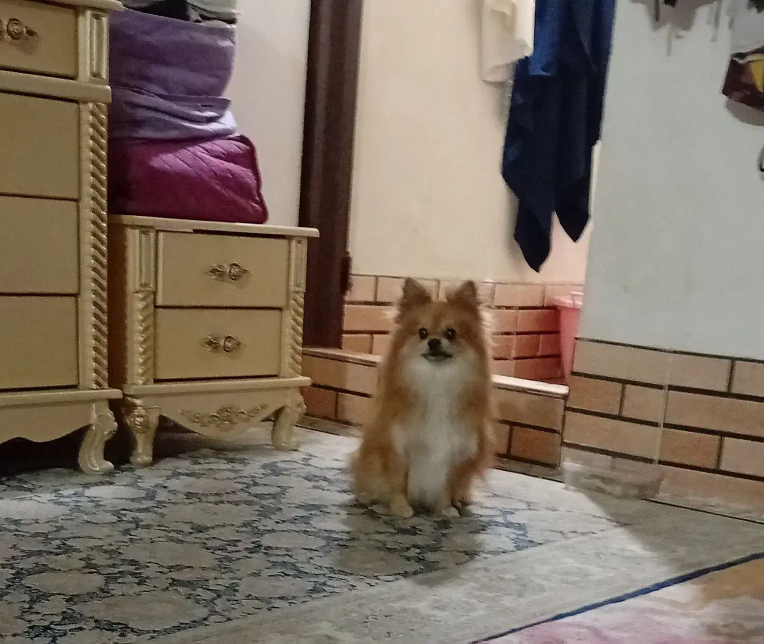 پامر خرسی نرمعاوضه باهندامزایده|سگ|پاکدشت, شهرک انقلاب|دیوار