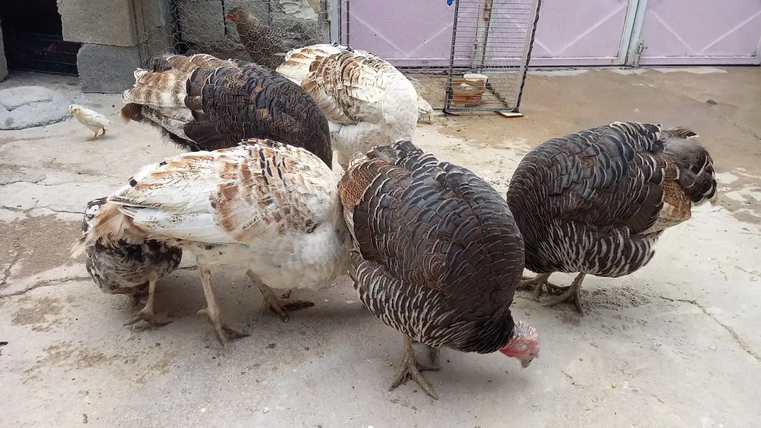 بوقلمون نر و ماده|حیوانات مزرعه|ایذه, |دیوار