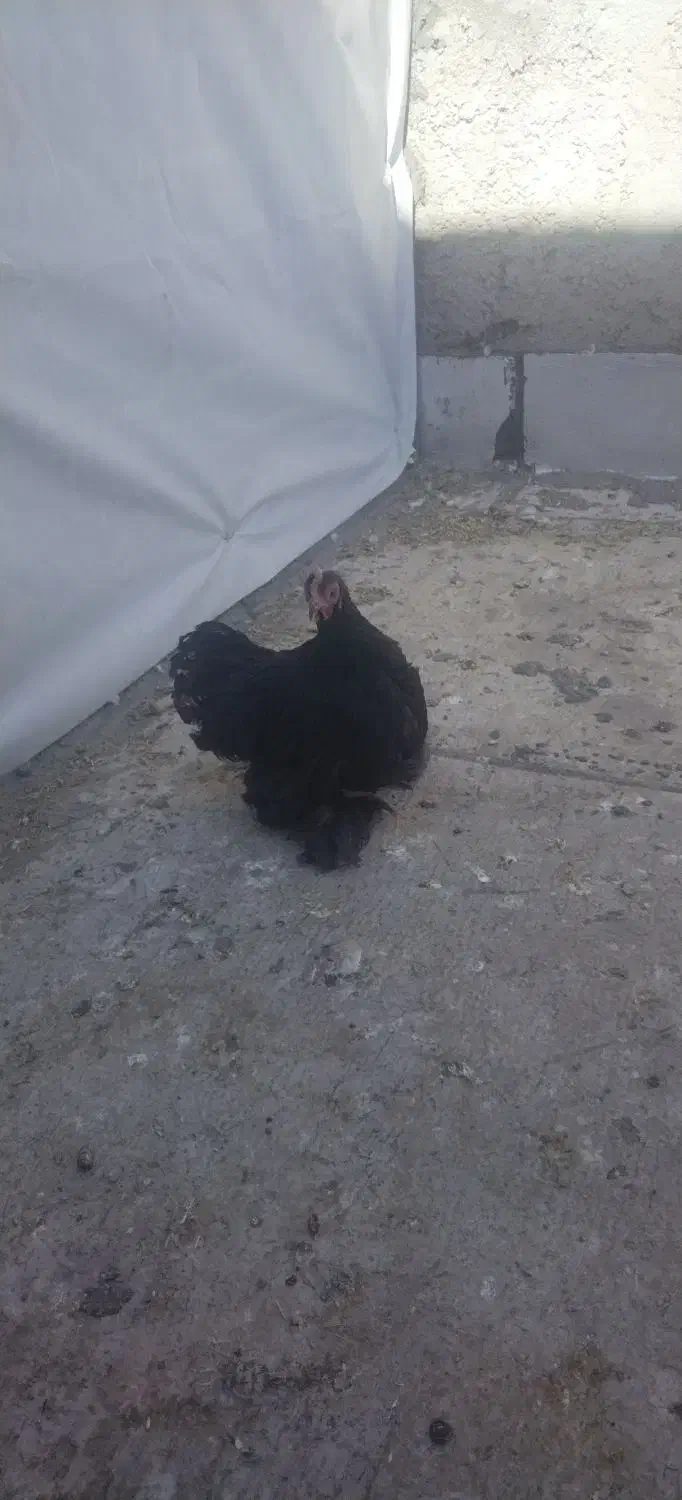 سلام مرغ فروشی کوشین خوشگل|حیوانات مزرعه|گوهرکوه, |دیوار