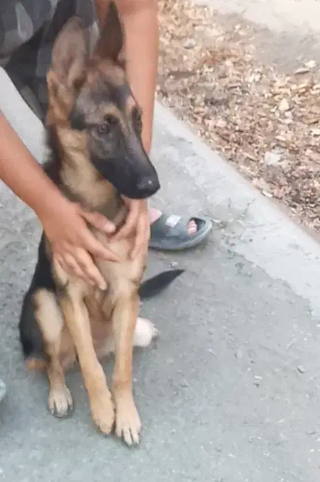 ژرمن شولاین|سگ|فردوسیه, |دیوار