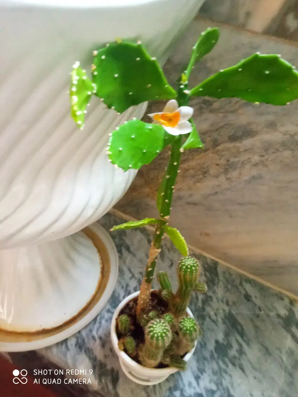 گل های زیبا مناسب روزمادر|گل و گیاه طبیعی|کرمانشاه, |دیوار