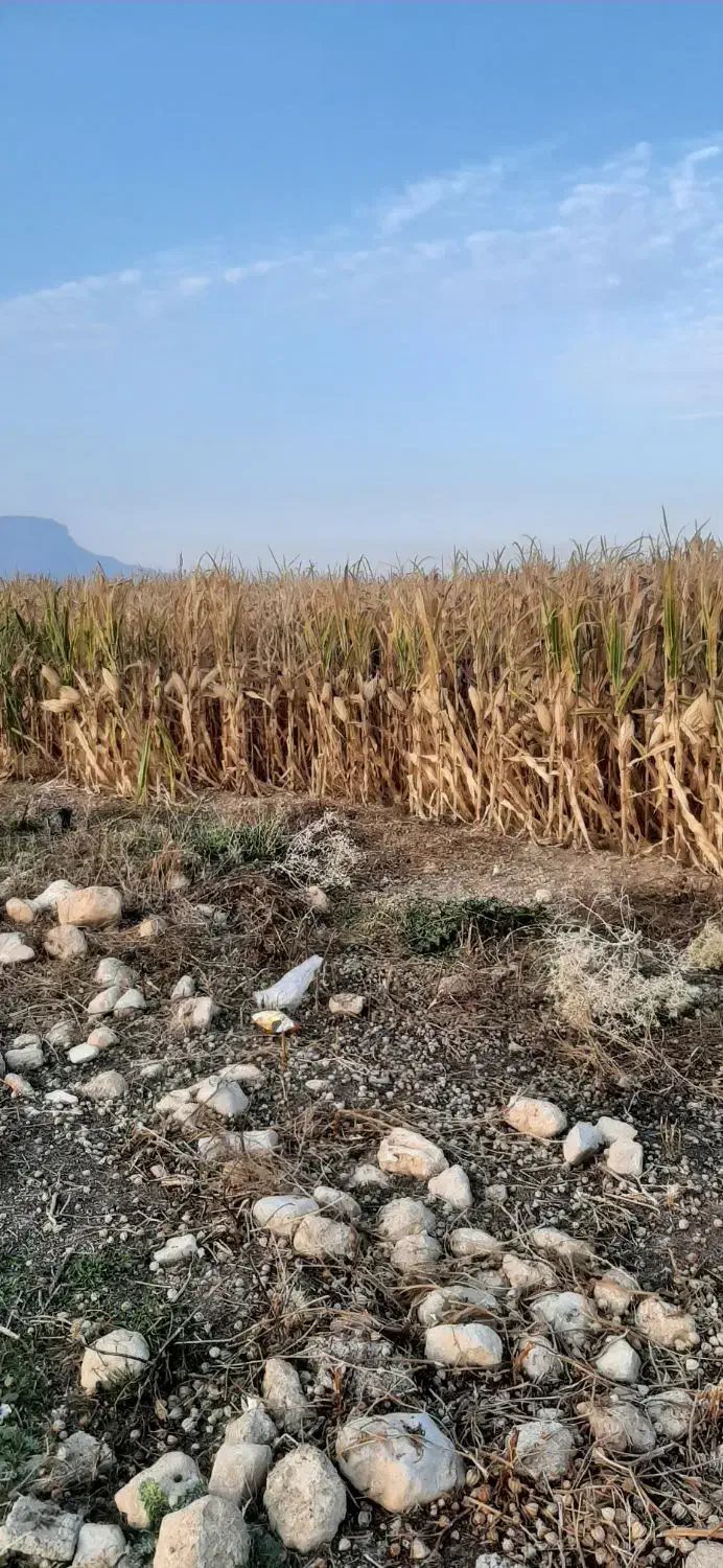 فروش دانه ذرت ۱۰ هکتار|عمدهفروشی|سرپل ذهاب, |دیوار