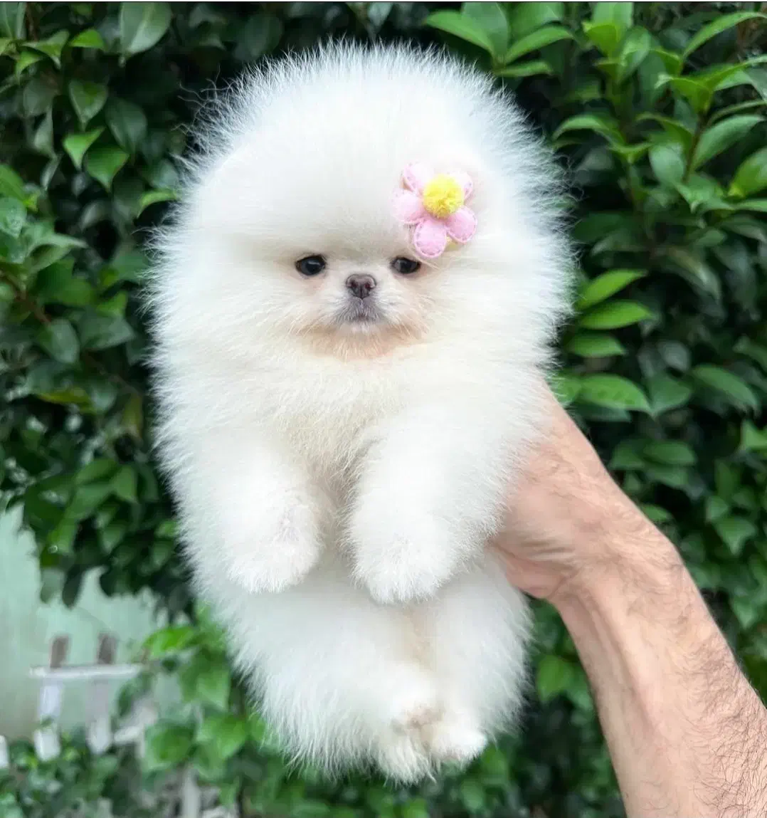 مرکز سگ پامر خرسی.پامرانین عروسکی اصیل|سگ|شیراز, زند|دیوار