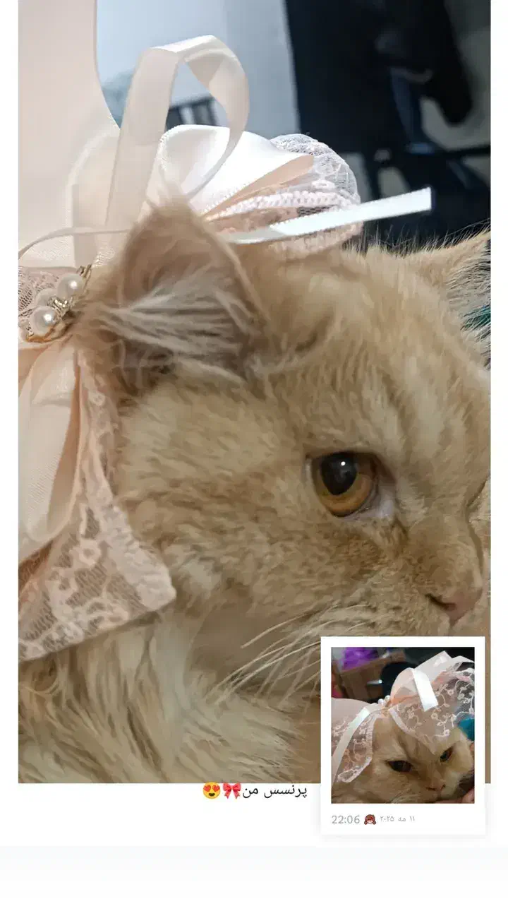 گربه پرشین|گربه|گرگان, |دیوار