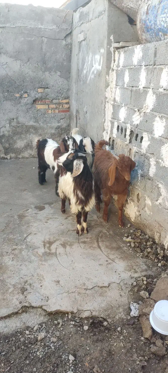 بزغاله|حیوانات مزرعه|سیمین شهر, |دیوار