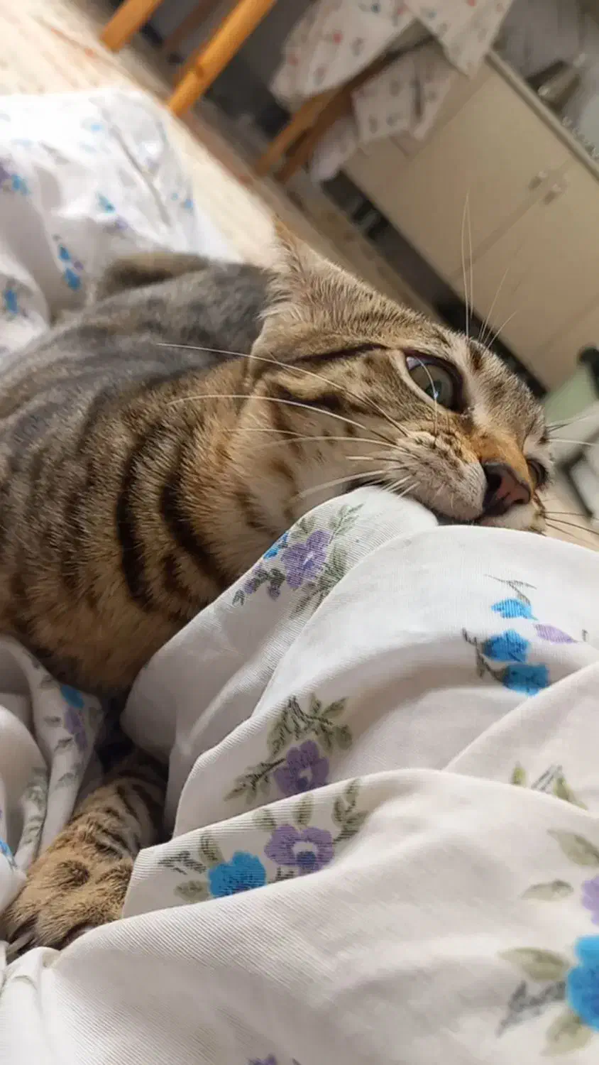 گربم گمشدە|حیوانات|سنندج, |دیوار