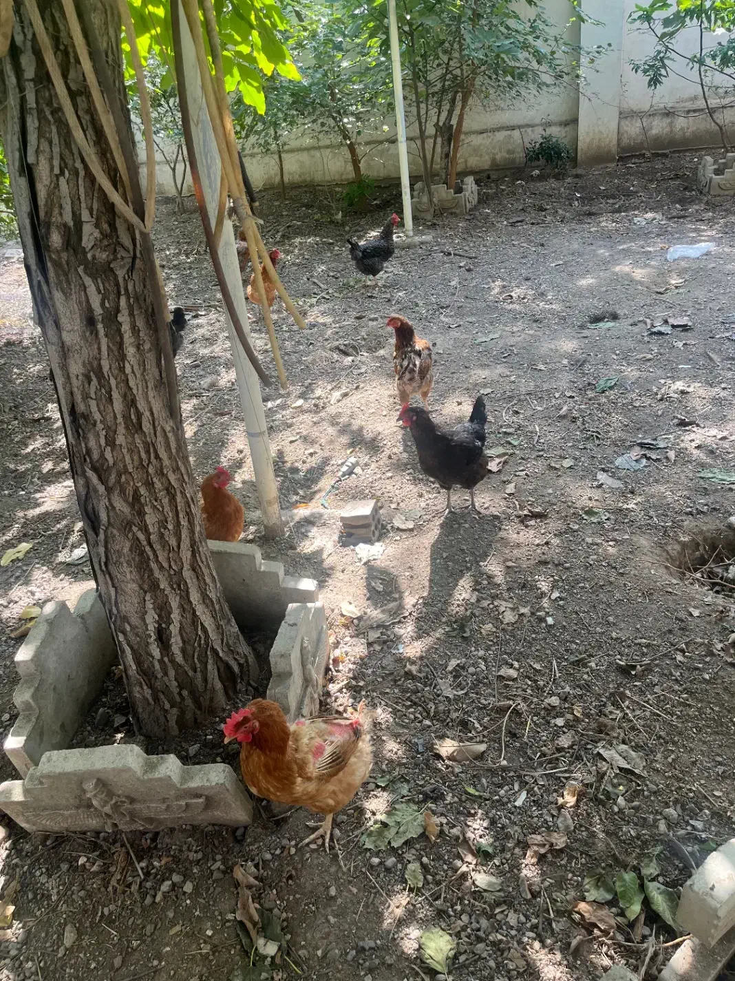 مرغ محلی تخم گزار|حیوانات مزرعه|رامیان, |دیوار